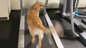 This K-9 is a gym rat at heart!