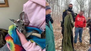 The missing kangaroo returns home to Stokoe Farms in Scottsville
