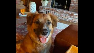 Dog ejected from car during crash found herding sheep on nearby farm