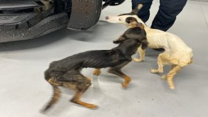 Portsmouth officer recalls rescuing abandoned puppies