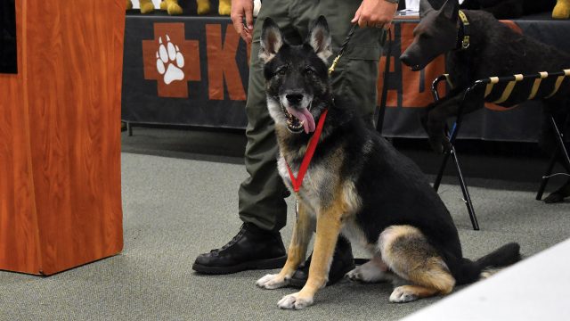 Florida K-9s honored with Purple Heart awards