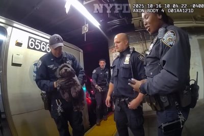 Ruff ride ends with NYPD rescue
