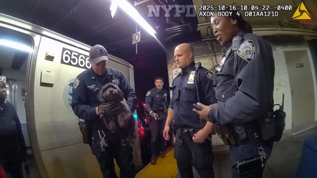 Ruff ride ends with NYPD rescue