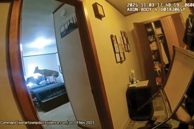 An unexpected burglar