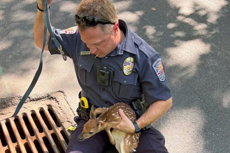 “Teenage Mutant Ninja Deer” rescued