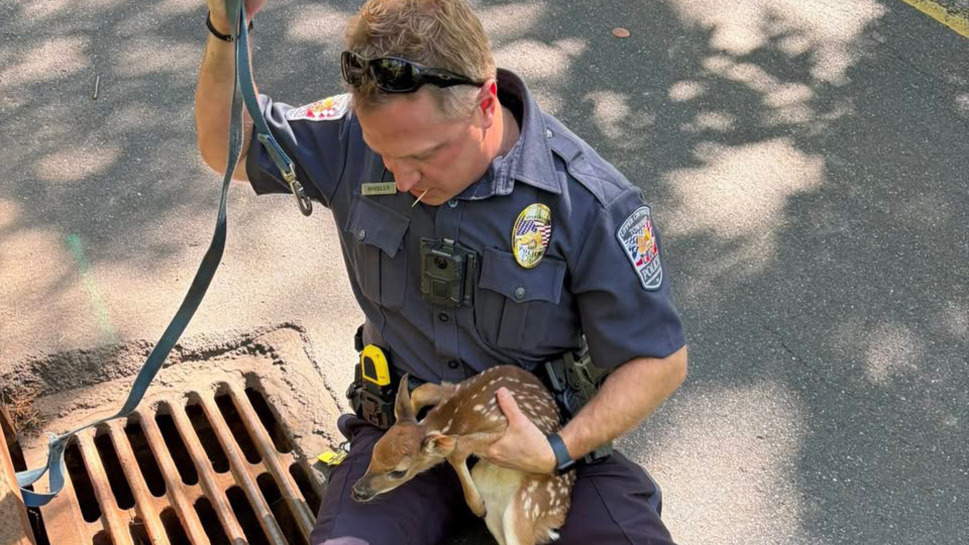 “Teenage Mutant Ninja Deer” rescued